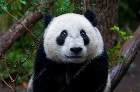 Baby Giant Panda Stock Image F0315398 Science Photo Library