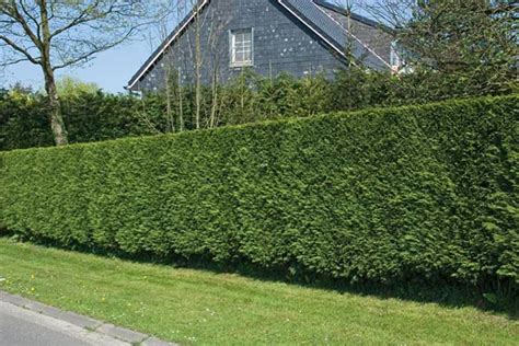 Discover the best shrubs to use for hedges. High Street Market: Nellie Stevens Holly