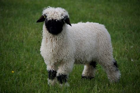 Embryos For Sale Valais Blacknose Sheep Northumberland Valais