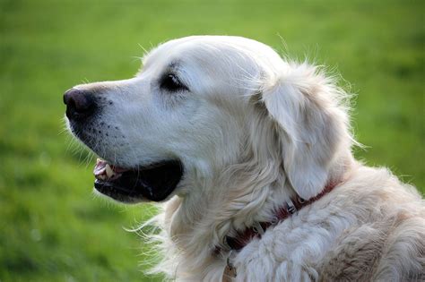 They provide veterinary services which include counseling, surgeries, treatment, vaccination and many such services. Dog Boarding - Ann's Pet Service