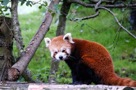 Police Find Newquay Zoo Red Panda At Property After Escaping Cornwall