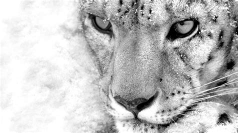 45 Snow Leopard Desktop Wallpaper