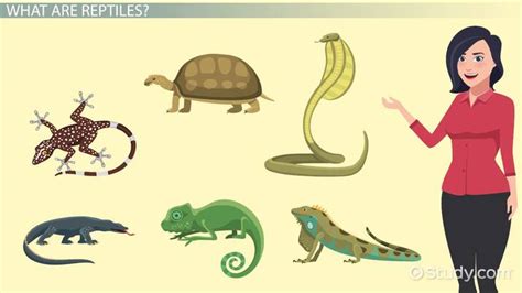 Reptiles Lesson For Kids Definition Characteristics And Facts Lesson