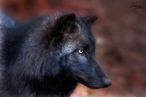 Black Wolf Profile Photo © Tami Hrycak Lakota Wolf Preser Flickr