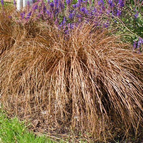Maybe you would like to learn more about one of these? Carex 'Bronze Form' | SLOVENSKETRVALKY.SK | trvalková ...