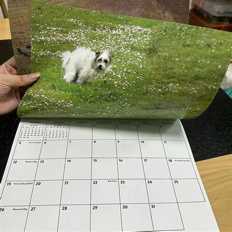 2024 Wall Calendar 12 Monthly Pooping Dogs Calendar 2024 Jan 2024