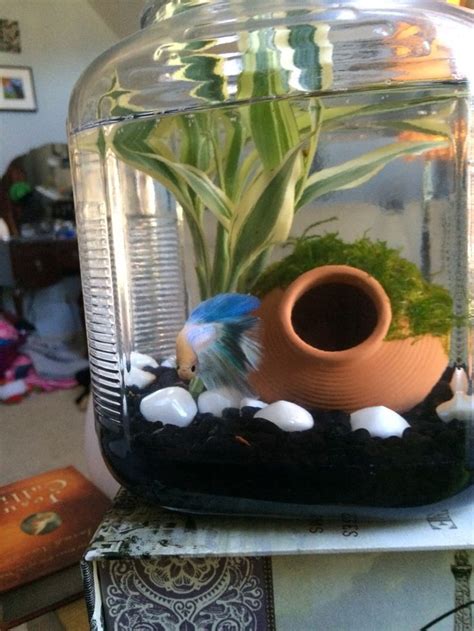 This guide will discuss how to you should be looking for a tank of at least five gallons for a betta fish. 14 best betta fish bowl ideas images on Pinterest | Fish ...