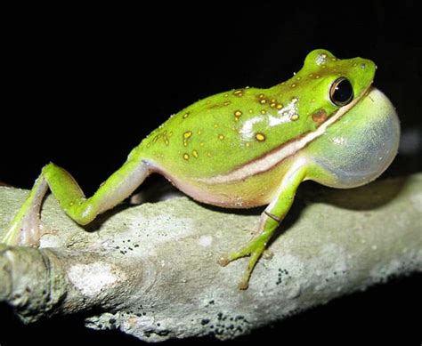 Baby Green Tree Frog
