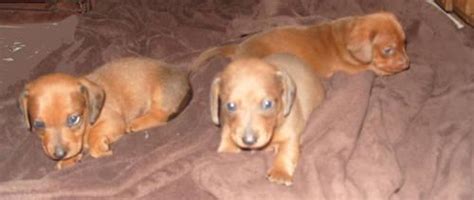 All of our babies have hands on care, to guarantee you a sweet happy socialized baby. dachshund puppies for Sale in Jackson, Mississippi ...