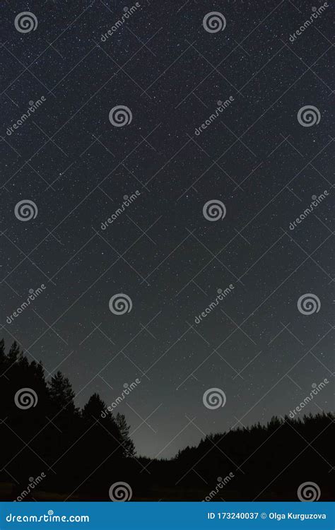 Starry Night Sky Over The Trees In The Forest Stock Image Image Of