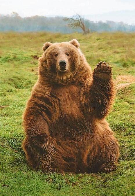 A Random Picture Of A Funny Bear To Say That This Community Is So