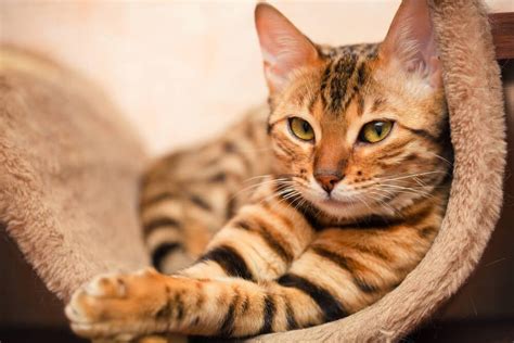 The Bengal Cat Breed Domestic Cat Meets Asian Leopard Cat