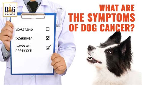 What Are The Symptoms Of Dog Cancer │ Dr Demian Dressler Qanda
