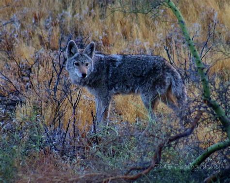 Coyote Hunting At Sunset Photograph By Paula Eberspacher Fine Art America