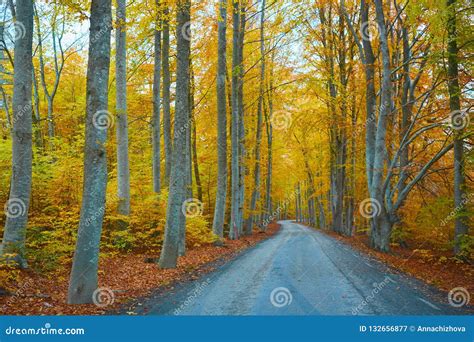 Autumn Forest Forest With Country Road At Sunset Stock Image Image