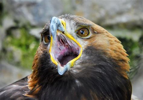 Eagle Opens Its Beak Stock Photo Image Of Endangered 99378946