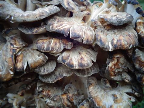 Hen Of The Woods Mushrooms Forbes Wild Foods