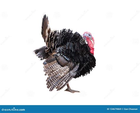 turkey isolated on the white background stock image image of background male 134679869