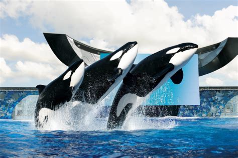 Sea World Wallpapers Top Free Sea World Backgrounds Wallpaperaccess