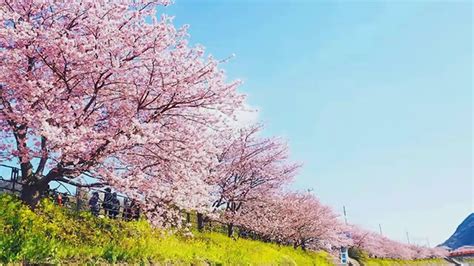 Mar 10, 2021 · in japan, there is an event called hanami or 'cherry blossom viewing party' in spring, in which people enjoy the sakura in full bloom. cherry blossom festival japan 2017 - YouTube