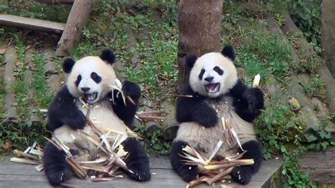 Happy Thanksgiving Pics Of Panda Toddlers Devouring Pounds Of Bamboo
