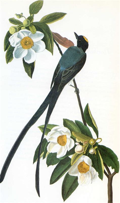 Vintage Audubon Art Of John James Audubon John James