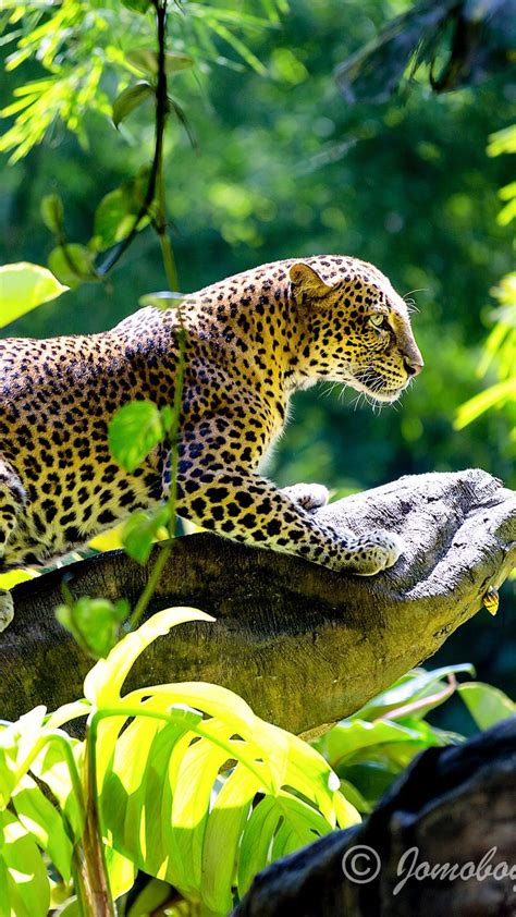 Jaguar Jungle Wallpapers Top Free Jaguar Jungle Backgrounds