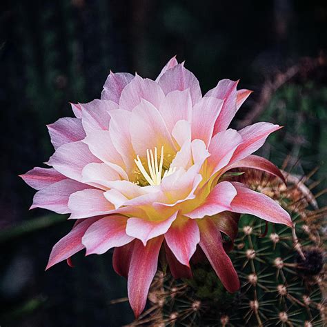 Cactus Bloom In Pink Photograph By Julie Palencia Fine Art America