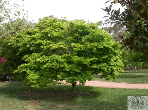 Japanese Maples For Sale Melbourne Conejear