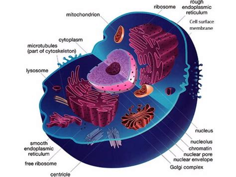 Aqa As And A Level Biology 2016 Specification Section 2 Topic 3 Cell