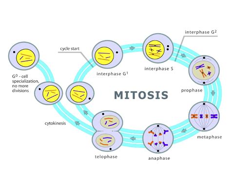 Chromosomes And Mitosis Ck 12 Foundation