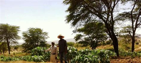 Agriculture In Ethiopia — Allaboutethio