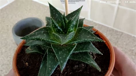 Jurassic Plant Aloe Haworthia £4 Asda Youtube