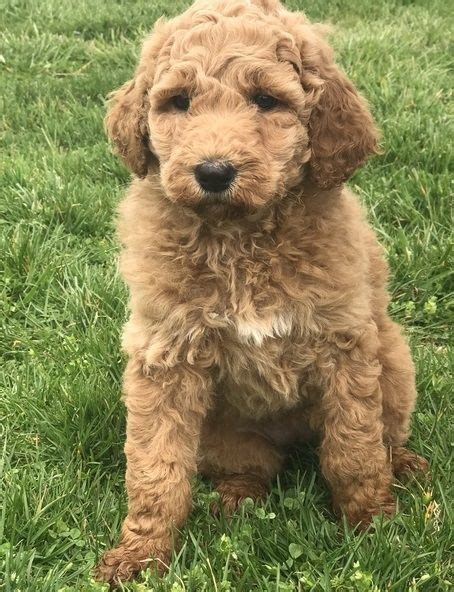 We are located in the quiet, country town of dayton, texas. Standard Poodle Puppies For Sale | Scottsdale Drive, TX ...