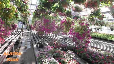 Maybe you would like to learn more about one of these? BELL'S NURSERY FLOWERS - Anchorage Alaska - YouTube