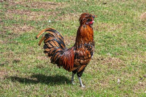 14 Fancy Chicken Breeds With Pictures Pet Keen