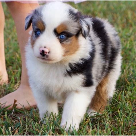 The australian shepherd is a medium size breed of dog that was developed on ranches in the western united states. MINIATURE AUSTRALIAN SHEPHERD | MALE | ID:9119-LB ...