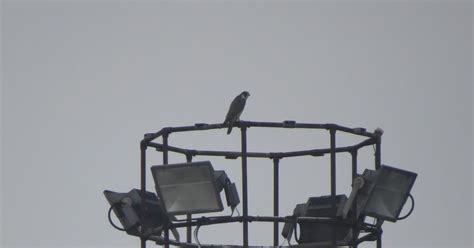 Landguard Bird Observatory Recent Sightings Saturday 29th December 2018