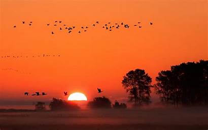 Ultra Nature Desktop Sunset Birds Sky Bird