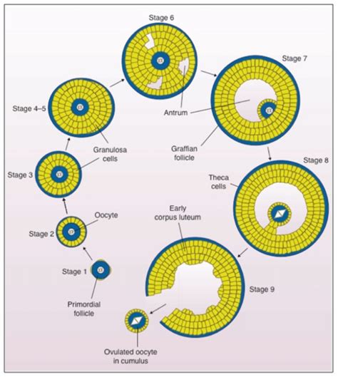 Genes Free Full Text Zona Pellucida Genes And Proteins Essential