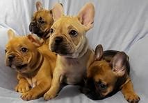 Just click on the icons, download the file(s) and print them on your 3d printer. French Bulldog Puppies | Branson | Missouri | Home