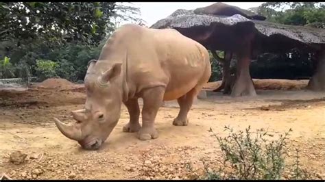 Kendati kebun binatang di perbaungan yang berada di kawasan perkebunan sawit ini terus dipercantik. Tempat Wisata Kebun Binatang Taman Safari Cisarua Bogor - YouTube