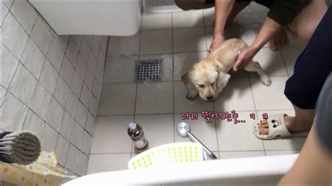 새끼를 입에 물고 집으로 돌아가는 엄마 리트리버 모습은 때마침 지나가던 사람들이 사진을 찍어 알려지게. 골든 리트리버 새끼 목욕시키기, 리트리버 목욕 훈련 ( 유주티비 ...