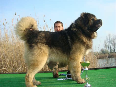 Bukovina Sheepdog Caucasian Shepherd Dog Dog Breeds Dogs