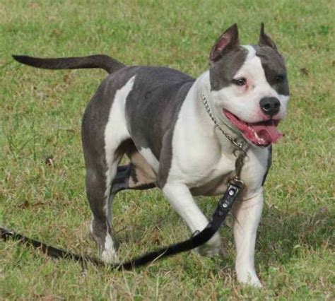 American Staffordshire Terrier Texas Picture Bleumoonproductions