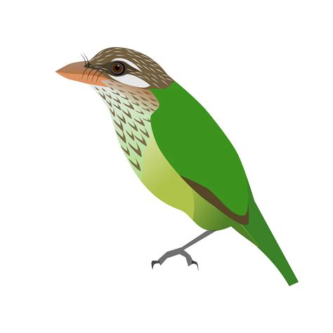 The pied flycatcher is a small, flycatching bird, slightly smaller than a house sparrow. Download Old World Flycatcher svg for free - Designlooter ...