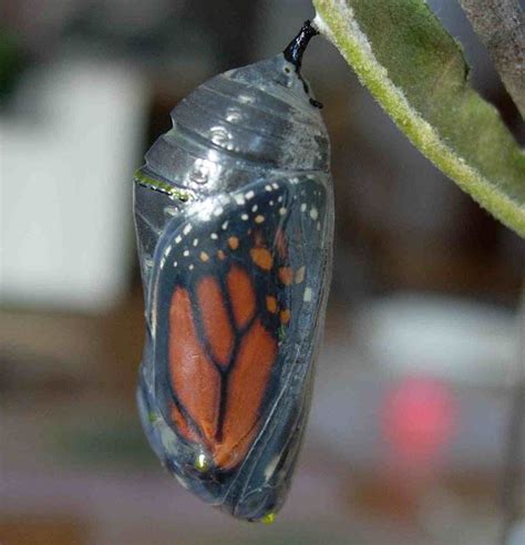 Monarch Inside Its Now Transparent Chrysalis Butterfly Cocoon