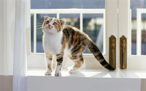Cat On Window Ledge Hd Desktop Wallpaper Widescreen High Definition