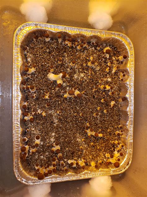 How to grow bulk without a pressure cooker or brf cakes (broke boi bulk tek). Actives First ever bulk grow using a spore syringe I ...