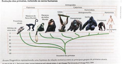 árvore Filogenética Dos Primatas